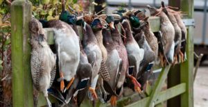 Background birds image